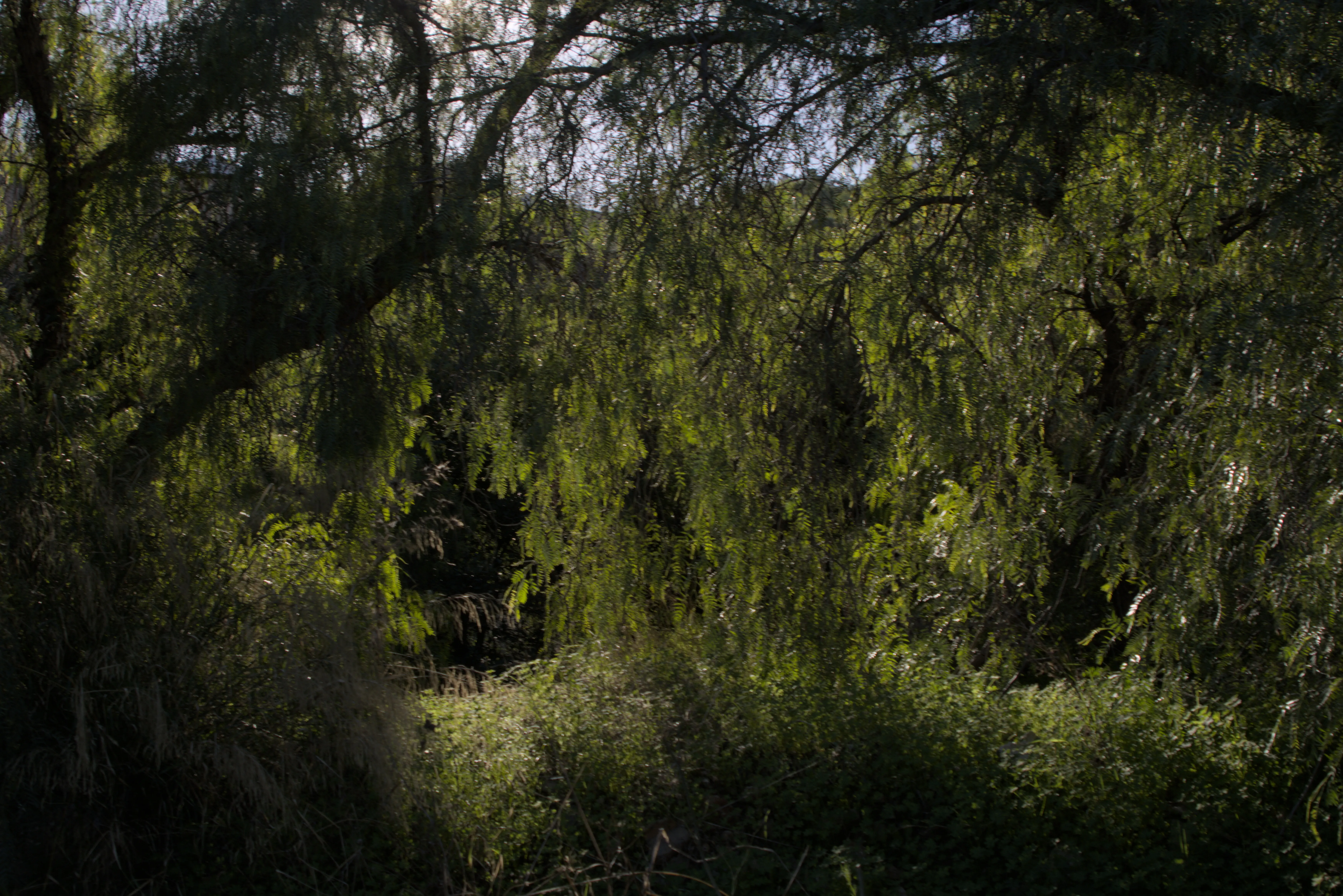 Tamron 28-300mm F3.5-6.3 (EF) - _I4A5928.webp